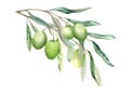 Ripe olive fruits on a branch with green leaves. Garden natural composition with exotic plants. Watercolor hand drawn illustration