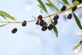 Ripe Olives on the branch  of the Olive tree on blue sky background..  Selective Focus. Shallow DOF Royalty Free Stock Photo