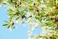 Ripe olives on the branch of olive tree. Selective Focus