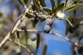 Ripe olives on the branches