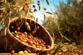 ripe olives falling into a basket during harvest