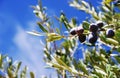 ripe olives fruit in on branch