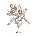 Ripe olives on branch with leaves monochrome sketch