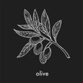 Ripe olives on small branch with leaves monochrome sketch.