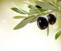 Ripe Olives on a tree Royalty Free Stock Photo