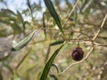 Ripe olives on a tree branch on an island in Greece in the light of dawn Royalty Free Stock Photo