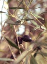 Ripe olives on a tree branch on a Sunny day on an island in Greece Royalty Free Stock Photo