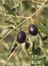 Ripe olives on a tree branch on a Sunny day on an island in Greece Royalty Free Stock Photo