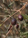 Ripe olives on a tree branch on a Sunny day on an island in Greece Royalty Free Stock Photo