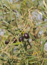 Ripe olives on a tree branch on a Sunny day on an island in Greece Royalty Free Stock Photo