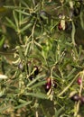 Ripe olives on a tree branch on a Sunny day on an island in Greece Royalty Free Stock Photo