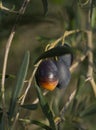 Ripe olives on a tree branch on a Sunny day on an island in Greece Royalty Free Stock Photo