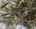 Ripe olives on a tree branch on a Sunny day on an island in Greece Royalty Free Stock Photo