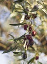 Ripe olives on a tree branch on a Sunny day on an island in Greece Royalty Free Stock Photo