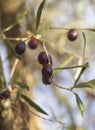 Ripe olives on a tree branch on a Sunny day on an island in Greece Royalty Free Stock Photo