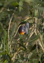 Ripe olives on a tree branch on a Sunny day on an island in Greece Royalty Free Stock Photo