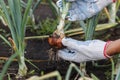 Ripe onion in the hand, gardening concept, blurred background