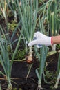 Ripe onion in the hand, gardening concept