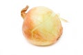 Ripe Onion. Royalty Free Stock Photo