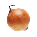 Ripe onion isolated Royalty Free Stock Photo