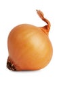 Ripe onion with roots Royalty Free Stock Photo
