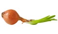 Ripe onion Royalty Free Stock Photo
