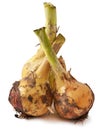 Ripe onion on white Royalty Free Stock Photo