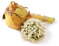 Ripe onion on white Royalty Free Stock Photo