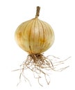 Ripe Onion in White Background Royalty Free Stock Photo