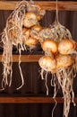Ripe onions hanging