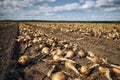 Ripe onions in a rows on field Royalty Free Stock Photo