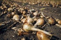 Ripe onions in a rows on field Royalty Free Stock Photo