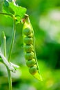 Ripe open pod with peas hanging on a bush