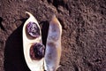 Ripe open pod with red kidney beans on soil background