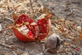 Ripe open pomegranate lying on the ground