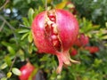 Ripe open pomegranate on a tree on a sunny day