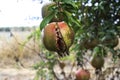 Ripe open pomegranates with seeds hanging on a branch closeup. Selective focus Royalty Free Stock Photo