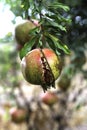 Ripe open pomegranates with seeds hanging on a branch closeup. Selective focus Royalty Free Stock Photo