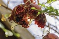 Ripe open pomegranates with seeds hanging on a branch closeup. Selective focus Royalty Free Stock Photo