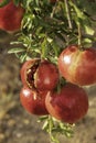 Ripe open pomegranates with seeds hanging on a branch closeup. Selective focus Royalty Free Stock Photo