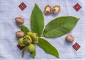Ripe opened walnut. Royalty Free Stock Photo