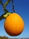 Ripe orange