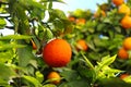 Ripe orange on the branches of a tree. Orange fruit among green leaves. The sky in the background. Green leaves. Citrus plant. Royalty Free Stock Photo