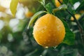 Ripe orange citrus fruit on tree branch Royalty Free Stock Photo