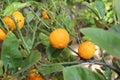 ripe orange clementines in a lush Mediterranean orchard