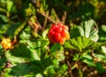 A ripe orange cloudberry fruit. Season: Summer. Location: Western Siberian taiga