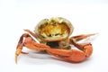 Ripe orange crab Is a small crab in the tropics of Thailand Delicious aroma