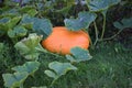 Ripe orange flat-shaped pumpkin lies on a vegetable garden in a natural environment. Orange pumpkins at outdoor farmer market. Gro Royalty Free Stock Photo