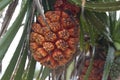 Ripe orange fresh seeds of sea pandanus or screw pine plant tree Pandanus tectorius or Pandanus odoratissimus Royalty Free Stock Photo