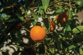 Ripe orange fruit on branch tree of small farm Royalty Free Stock Photo